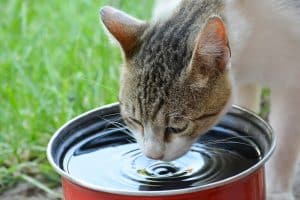 découvrez des astuces et conseils pratiques pour faire boire un chaton en toute simplicité. apprenez à hydrater votre petit compagnon avec des méthodes ludiques et efficaces qui favorisent son bien-être.