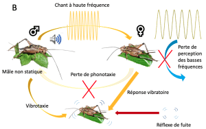 découvrez notre guide complet pour débutants sur l'élevage de grillons. apprenez les meilleures techniques, astuces et conseils pour réussir votre projet d'élevage, tout en favorisant un environnement sain pour vos insectes.