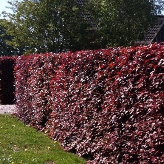 découvrez les avantages d'une haie de hêtres pour embellir votre jardin. cet arbuste feuillu offre une protection naturelle, un feuillage dense et une excellente couleur tout au long de l'année. idéal pour les brise-vue et les écrans de verdure, la haie de hêtres s'adapte à différents types de sols et demande peu d'entretien.